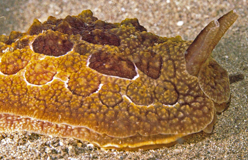 Pleurobranchus forskalii: side