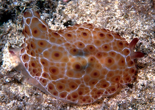 Pleurobranchus grandis: young, about 60 mm