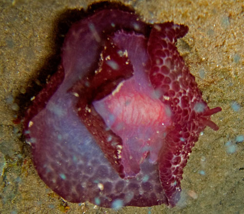 Pleurobranchus grandis: underside