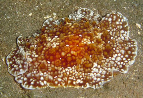 Pleurobranchus mamillatus