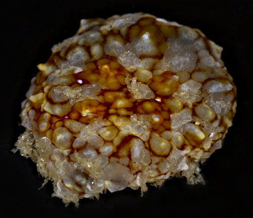 Pleurobranchus mamillatus: young, light/mottled