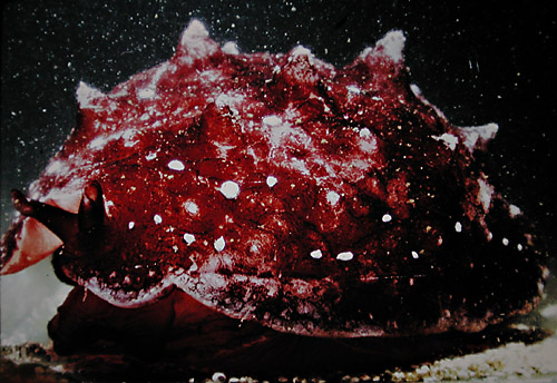 Pleurobranchus mamillatus: side, dark