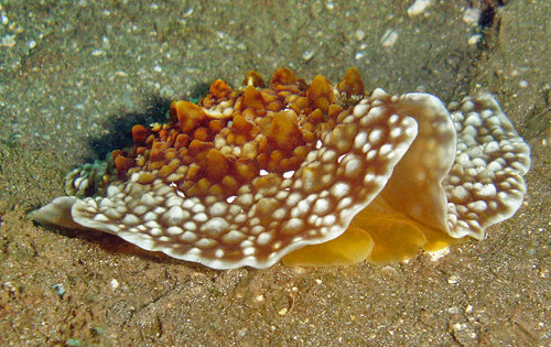 Pleurobranchus mamillatus: underside