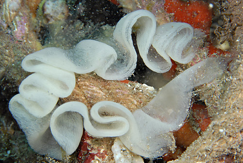 Pleurobranchus cf. peronii: probable egg mass