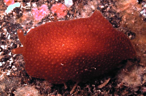 Pleurobranchus varians: dark