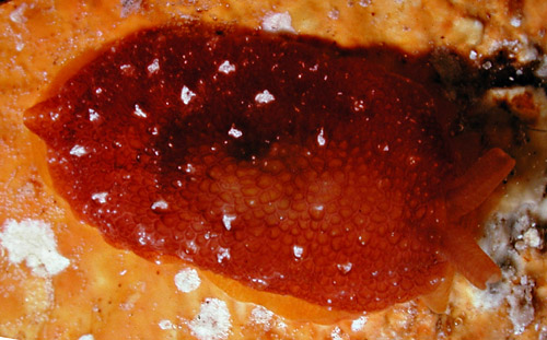 Pleurobranchus varians: intermediate