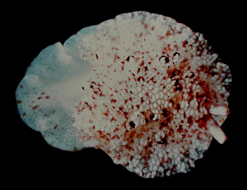 Pleurobranchus varians: autotomized mantle