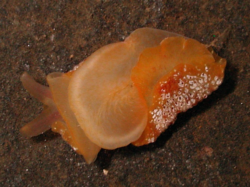 Pleurobranchus varians: underside