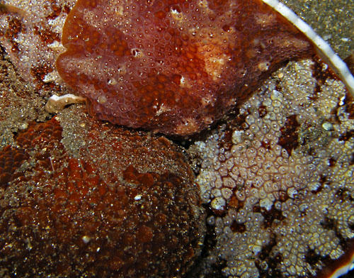 Pleurobranchus varians: resting cluster, detail