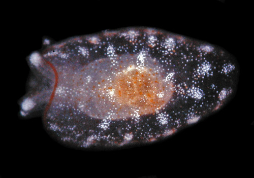 Pleurobranchus varians: young