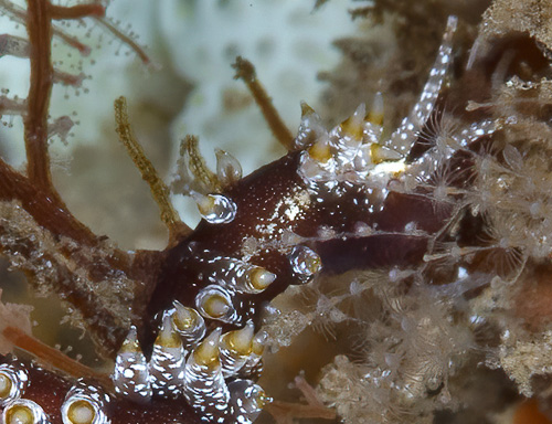 Pleurolidia juliae: cerata detail, head