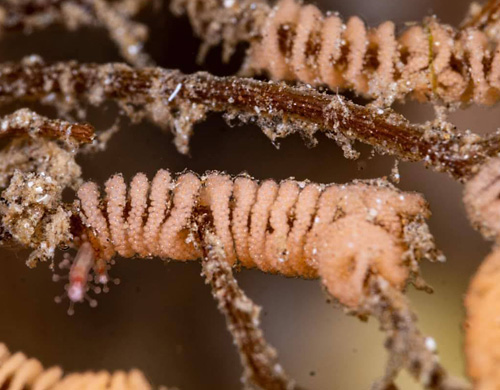 Pleurolidia juliae: egg mass, detail