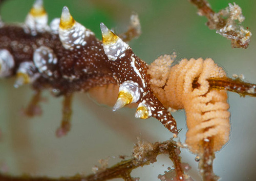 Pleurolidia juliae: cerata detail, tail