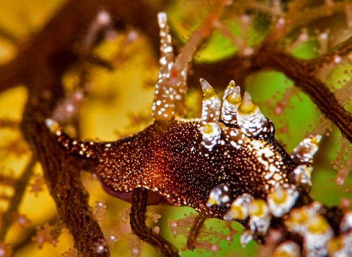 Pleurolidia juliae: head, side