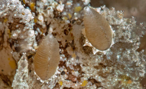 Plocamopherus ceylonicus: rhinophores, slightly contracted