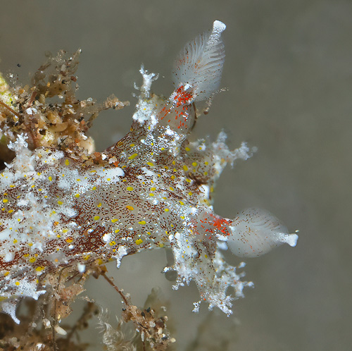 Plocamopherus ceylonicus: rhinophores