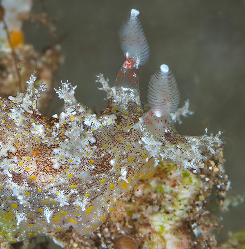 Plocamopherus ceylonicus: rhinophores