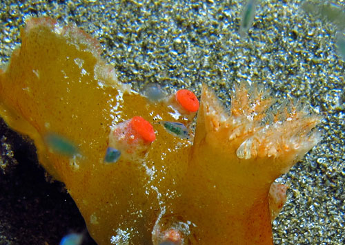 Plocamopherus cf. imperialis: detail, dorsal