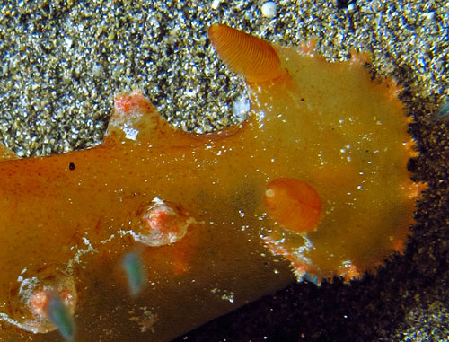 Plocamopherus cf. imperialis: oral veil