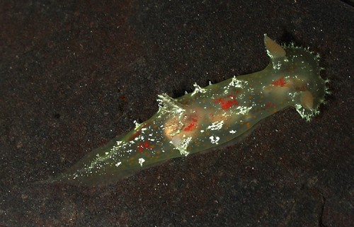 Plocamopherus maculatus