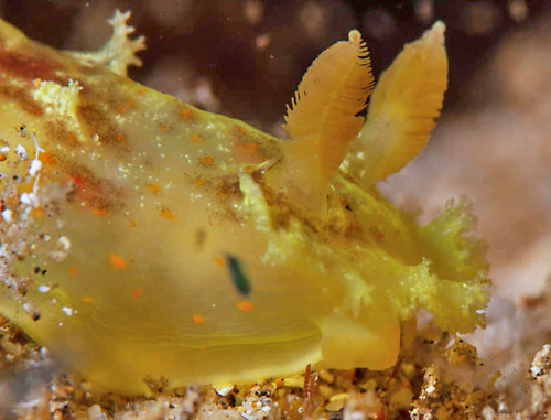 Plocamopherus maculatus: side, head