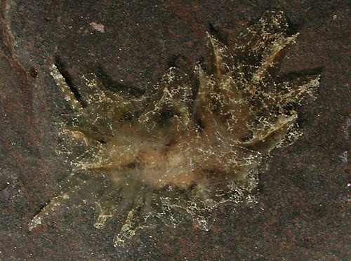 Polybranchia jensenae