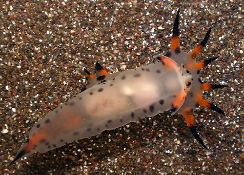 Polycera abei: underside