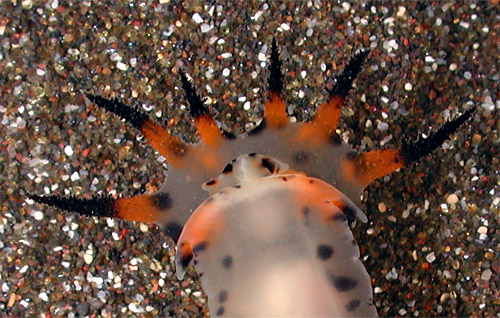 Polycera abei: underside of head