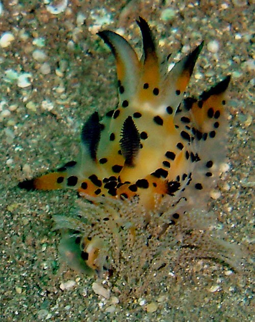 Polycera abei: feeding