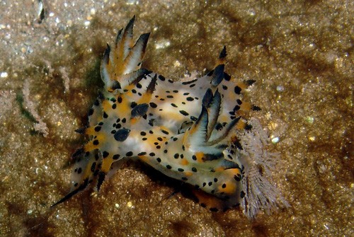 Polycera abei: mating