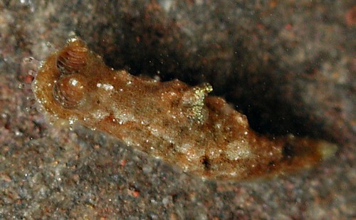 Polycera japonica