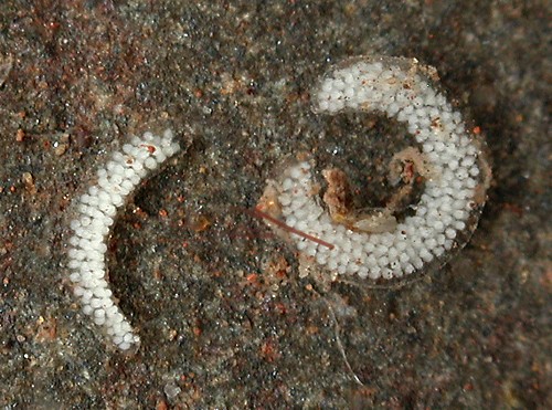 Polycera japonica: egg masses