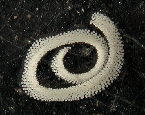 Polycera japonica: egg mass laid by large animal