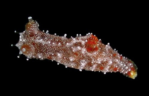 Polycera sp. #1: young, 5 mm