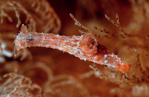 Polycera sp. #1: grasping foot?