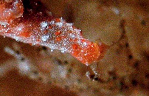 Polycera sp. #1: close-up of grasping foot