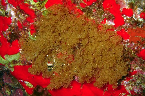 Polycera sp. #1: food bryozoan