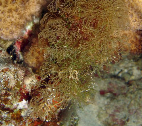 Polycera sp. #1: egg mass