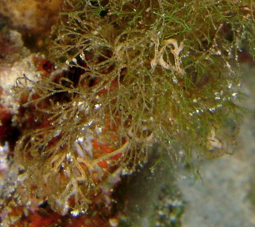 Polycera sp. #1: egg mass close-up