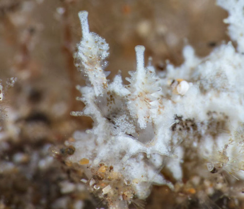 Polycera sp. #3: rhinophores, side