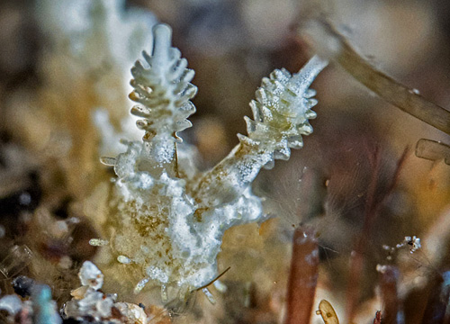 Polycera sp. #3: rhinophores, front