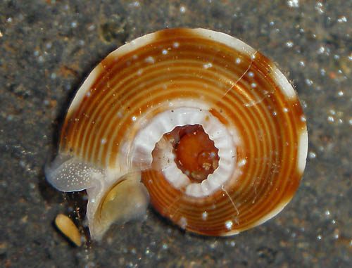 Psilaxis oxytropis: young, underside