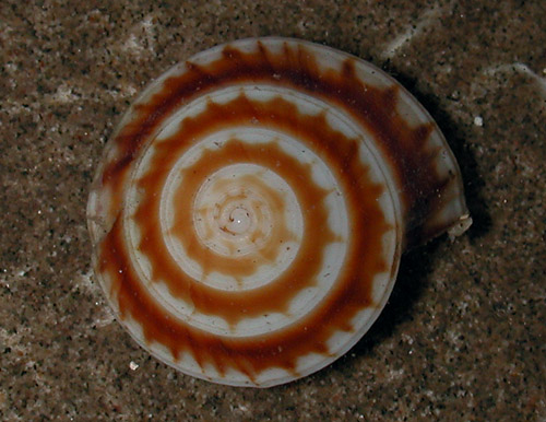 Psilaxis radiatus