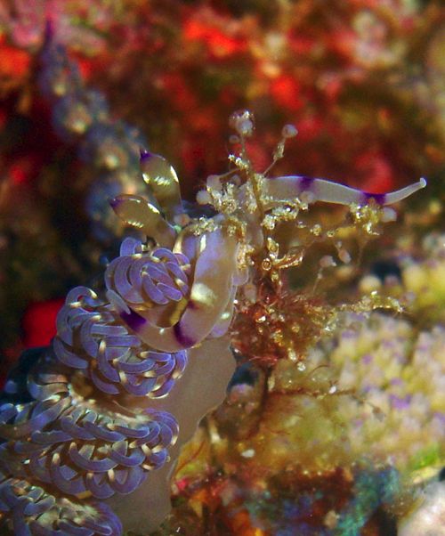 Pteraeolidia semperi: feeding close-up