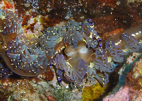 Pteraeolidia semperi: mating, not quite "attached"