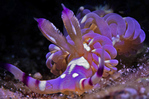 Pteraeolidia semperi: rhinophores