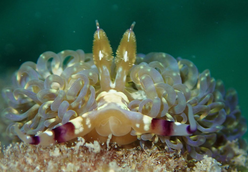 Pteraeolidia semperi: rhinophores, front