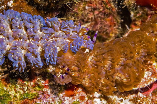 Pteraeolidia semperi: two color forms mating