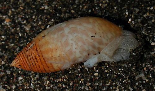 Pupa tessellata