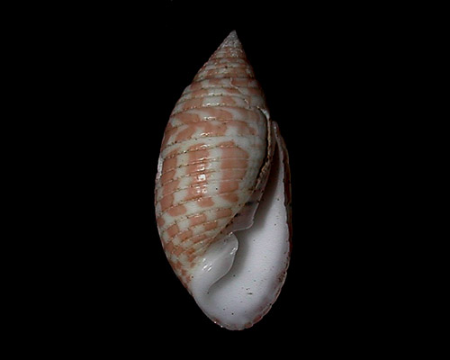 Pupa tessellata: shell